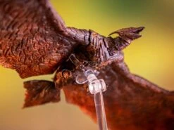 Godzilla King Of The Monsters Rodan Action Figure